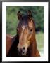 Horse Portrait, Oregon, Usa by Adam Jones Limited Edition Print