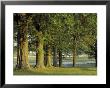 Row Of Trees And Fences At Sunrise, Kentucky Horse Park, Lexington, Kentucky, Usa by Adam Jones Limited Edition Print