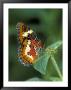 Malay Lacewing Butterfly by Adam Jones Limited Edition Print