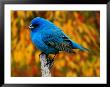 Male Indigo Bunting by Adam Jones Limited Edition Print