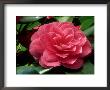 Camellia Japonica by John Glover Limited Edition Print