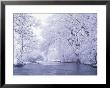 Snow Covered Branches Overhanging Beargrass Creek, Louisville, Kentucky, Usa by Adam Jones Limited Edition Print
