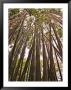 Skyward View In Bamboo Forest, Selby Gardens, Sarasota, Florida, Usa by Adam Jones Limited Edition Print