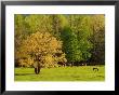 Horses Grazing In Meadow At Cades Cove, Great Smoky Mountains National Park, Tennessee, Usa by Adam Jones Limited Edition Pricing Art Print