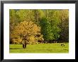 Horses Grazing In Meadow At Cades Cove, Great Smoky Mountains National Park, Tennessee, Usa by Adam Jones Limited Edition Print