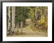 Rural Forest Road Through Aspen Trees, Gunnison National Forest, Colorado, Usa by Adam Jones Limited Edition Print