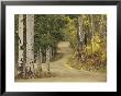 Rural Forest Road Through Aspen Trees, Gunnison National Forest, Colorado, Usa by Adam Jones Limited Edition Print