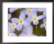 Prostrate Bluets, Great Smoky Mountains National Park, Tennessee, Usa by Adam Jones Limited Edition Print