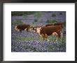 Hereford Cattle In Meadow Of Bluebonnets, Texas Hill Country, Texas, Usa by Adam Jones Limited Edition Print