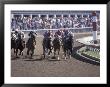 Thoroughbred Horse Racing At Keenland Track, Lexington, Kentucky, Usa by Adam Jones Limited Edition Print