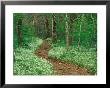 Footpath Through Fringed Phacelia Flowers, Great Smoky Mountains National Park, Tennessee, Usa by Adam Jones Limited Edition Print