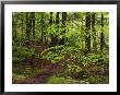 Forest Walkway, Great Smoky Mountains National Park, Tennessee, Usa by Adam Jones Limited Edition Print