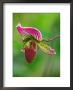 Ladyslipper Orchid by Adam Jones Limited Edition Print