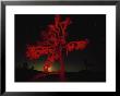 Joshua Tree National Monument, Ca by Robin Hill Limited Edition Print