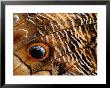 Wing Pattern On Owl Butterfly by Adam Jones Limited Edition Print