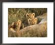 Trio Of Six Week Old Lion Cubs Looking Over Sleeping Mother, Masai Mara National Reserve Kenya by Adam Jones Limited Edition Pricing Art Print