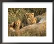 Trio Of Six Week Old Lion Cubs Looking Over Sleeping Mother, Masai Mara National Reserve Kenya by Adam Jones Limited Edition Print