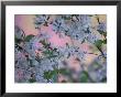 Weeping Cherry Tree Blossoms, Kentucky, Usa by Adam Jones Limited Edition Print