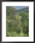 Early Spring Foliage, Great Smoky Mountains National Park, Tennessee, Usa by Adam Jones Limited Edition Print