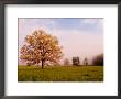 Tree In Foggy Meadow, Cades Cove, Great Smoky Mountains National Park, Tennessee, Usa by Adam Jones Limited Edition Print