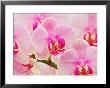 Hybrid Orchids, Selby Gardens, Sarasota, Florida, Usa by Adam Jones Limited Edition Pricing Art Print