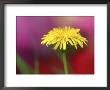 Common Dandelion, Flower, Tn by Adam Jones Limited Edition Print