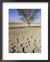 Dried And Cracked Mud In Sossusvlei Pan, Sossusvlei, Namibia, Africa by David Poole Limited Edition Print