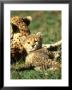 Cheetah, Acinonyx Jubatus Cub Masai Mara Gr, Kenya by Adam Jones Limited Edition Print