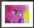 Dew Drop, Refracting Image Of Flower by Adam Jones Limited Edition Pricing Art Print