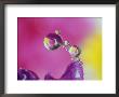 Dew Drop, Refracting Image Of Flower by Adam Jones Limited Edition Print