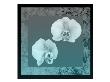 Blue Orchid by Miguel Paredes Limited Edition Pricing Art Print