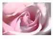 Silk Rose Ii by Miguel Paredes Limited Edition Print