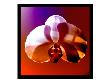Shadow Orchid Iii by Miguel Paredes Limited Edition Pricing Art Print