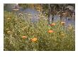 Field Color X by Miguel Paredes Limited Edition Pricing Art Print