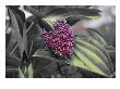Abstract Leaves Xi by Miguel Paredes Limited Edition Pricing Art Print