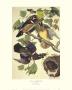 Summer Or Wood Duck by John James Audubon Limited Edition Print