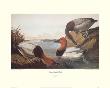 Canvas-Backed Duck by John James Audubon Limited Edition Print