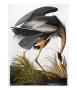 Audubon: Heron by John James Audubon Limited Edition Print