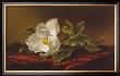 Magnolia Grandiflora by Martin Johnson Heade Limited Edition Pricing Art Print