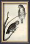 Columbian Day Owl by John James Audubon Limited Edition Print