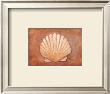 Shell Element Iii by Barbara Shipman Limited Edition Pricing Art Print