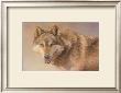 Wolf Portrait by Kalon Baughan Limited Edition Pricing Art Print