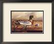 Mallard Decoy by Judy Gibson Limited Edition Pricing Art Print