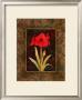 Damask Amaryllis by Paul Brent Limited Edition Print