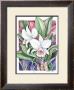 Orchids Ii-Cattleya by Paul Brent Limited Edition Pricing Art Print
