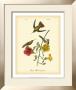Mango Hummingbird by John James Audubon Limited Edition Print