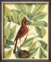 Red Bird And Hiccory Tree by Mark Catesby Limited Edition Print