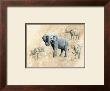 Elephant by Judy Gibson Limited Edition Print
