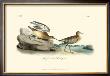 Buff-Breasted Sandpiper by John James Audubon Limited Edition Print