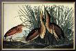 Least Bittern by John James Audubon Limited Edition Pricing Art Print